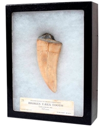 Jurassic World Tyrannosaurus Rex Broken Tooth Premium Series Fossil Replica 
